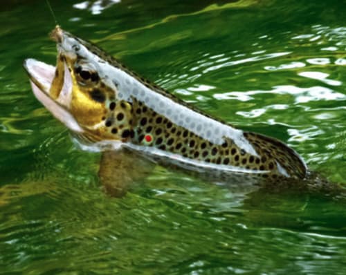 Pêche mouche Léguer sauvage - Moulin du Pont Neuf