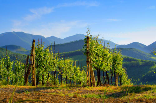 Agriturismo Ca' Le Suore | agriturismo con camere, vacanze in agriturismo, agriturismo con piscina, agriturismo dove dormire, agriturismo nelle Marche, Agriturismo a Cagli, alloggi a Cagli. Casa con giardino, Casa con terrazza. Casa con piscina. Escursioni, attivitá, corsi all'aria aperta, sala congressi Marche, ritiri yoga, corsi di cucina marchigiana.
