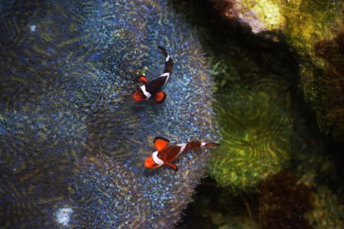 Aquarium Nausicaa in Boulogne sur Mer - Hôtel de la Plage