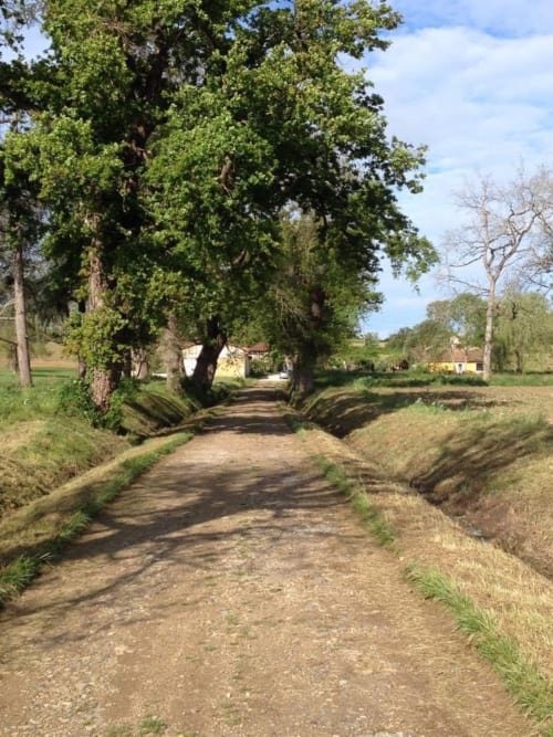 Long driveway with century old oak trees, Domaine à Marmande