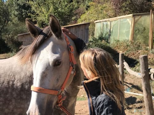Chevaux, centre équestre, activité, hébergement gîte, séjour famille, Au petit paradis, occitanie, Velieux.