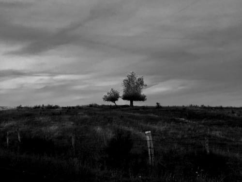 Arbre seul sur Aubrac 