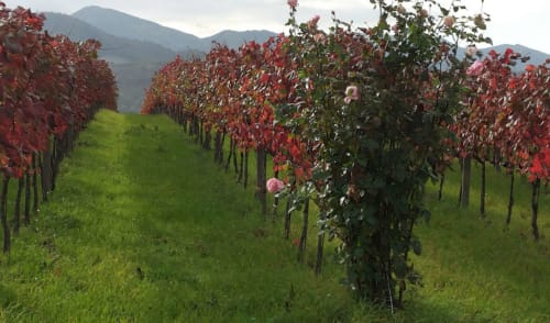 Agriturismo Ca' Le Suore | agriturismo con camere, vacanze in agriturismo, agriturismo con piscina, agriturismo dove dormire, agriturismo nelle Marche, Agriturismo a Cagli, alloggi a Cagli. Casa con giardino, Casa con terrazza. Casa con piscina. Escursioni, attivitá, corsi all'aria aperta, sala congressi Marche, ritiri yoga, corsi di cucina marchigiana.