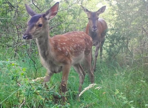 Deux cerfs en forêt au Domaine Des Bois Argentés, un gîte français en Sologne