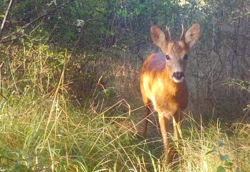 Chevreuils en pâture dans un cadre forestier naturel près du Domaine Des Bois Argentés, Pruniers-en-Sologne