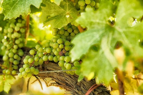  Le Clos des Coteaux 