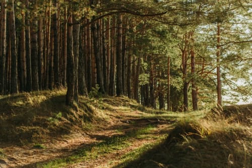 Parcours d'orientation - Bois de la chevrette - Chambre d'hôtes Au charme du Lac - Forges-les-Eaux- Normandie