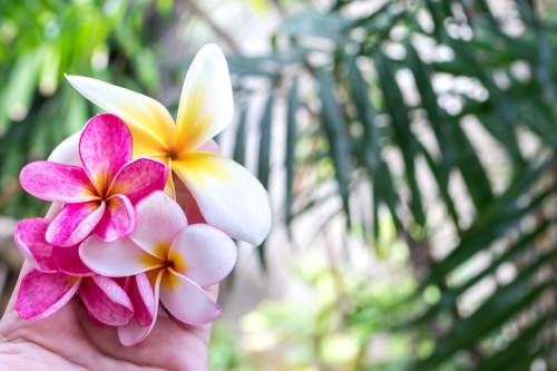 Fleurs de l'île de La Réunion 
