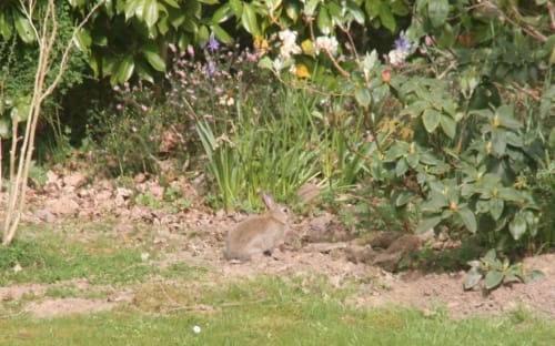Lapin dans le jardin -  Au Lac du Charme piscine & spa - Forges-les-Eaux