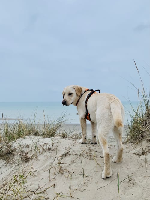 Labrador jaune sur la plage de sable près des dunes, regardant vers l'océan à La Tour Blanche, Forest-Montiers