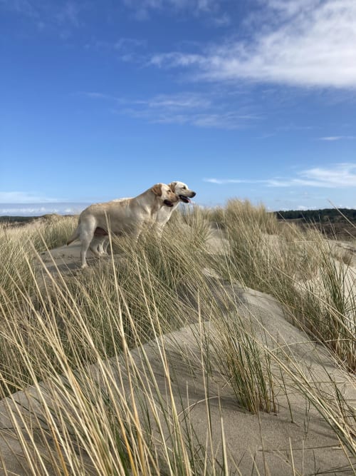 Labrador jaune sur la plage de sable avec oyats à La Tour Blanche, Forest-Montiers
