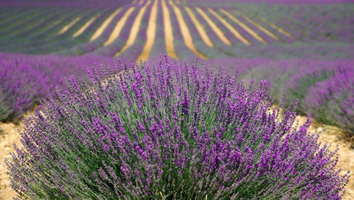 Walking in the heart of Provence - Le mas des Poules
