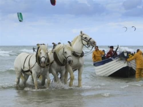 Flobart & Chevaux boulonnais - Activité - L'Authentique - Proche Wimereux