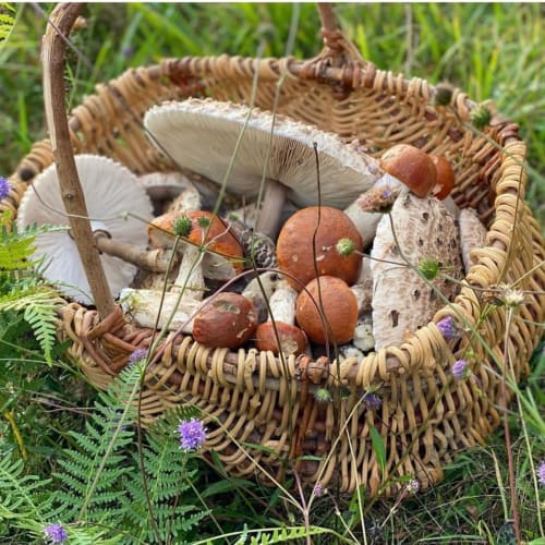 activités en Dordogne - proche Sarlat - location gîte et chambre d'hôtes - Domaine de Cazal - cueillette de champignons en automne - Périgord - truffes - foie gras - que faire en Dordogne - séjour bien-être avec massages