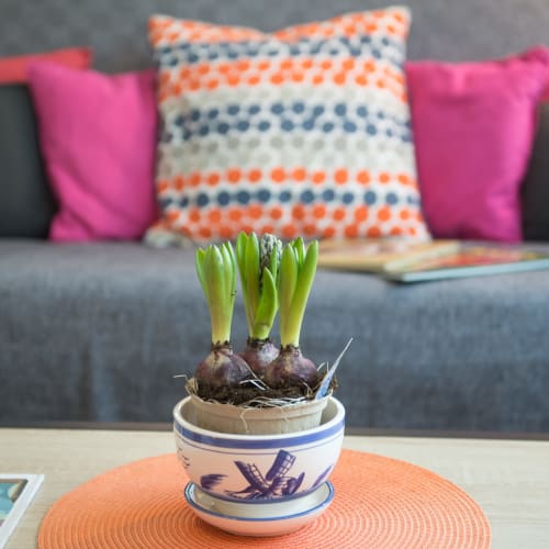 Spring hyacinth bulbs in decorative bowl at Au Gite d'Isigny B&B, Normandy