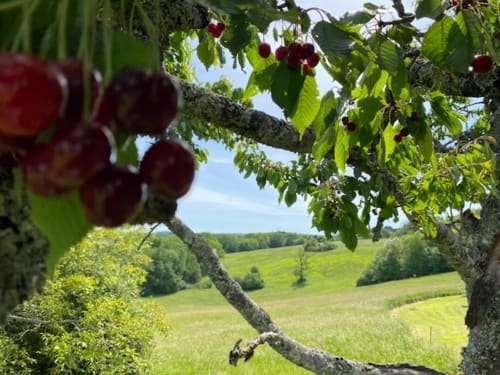 Stay in the heart of nature in Saint-Cyprien, Dordogne: gîte and guesthouse at Domaine de Cazal, near Sarlat. Enjoy the Périgord for a countryside vacation, surrounded by peace, serenity, and slow tourism.