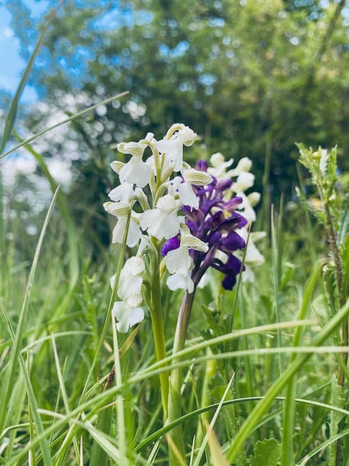 Printemps au Domaine de Cazal : vacances pour deux à la campagne, entouré de fleurs des champs et d’orchidées sauvages. Profitez d’un séjour paisible en Dordogne, au cœur du Périgord.