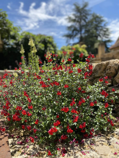 Été au Domaine de Cazal : vacances pour deux à la campagne, entouré de fleurs estivales. Profitez d’un séjour paisible en Dordogne, au cœur du Périgord Noir