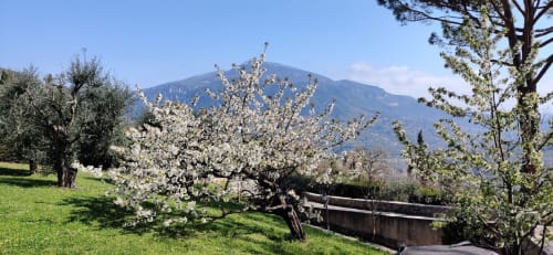 Blühender Kirschbaum: Frühlingspoesie und authentische Natur. Diskreter Luxus im provenzalischen Garten.