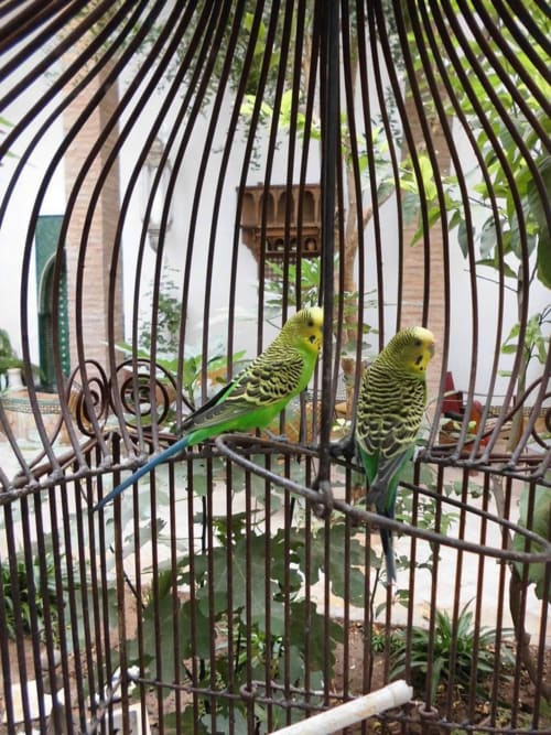 Riad Dar Kleta Marrakech - Médina - oiseaux terrasse et patio
