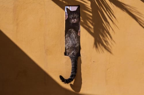 Riad Dar Kleta Marrakech - Médina - chat à la terrasse et au patio