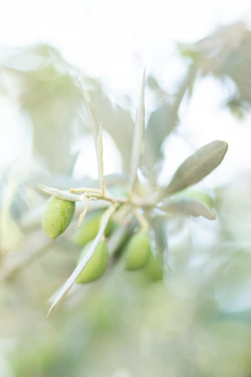 Feuille d'olivier - Location vacances provence - Le Clos Marceau, Vaucluse 
