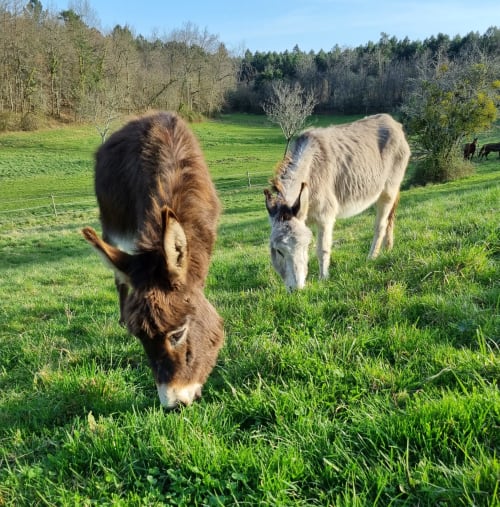 Chèvres pâturant dans une prairie verdoyante aux Granges Indigo, gîte rural en Périgord à Fossemagne