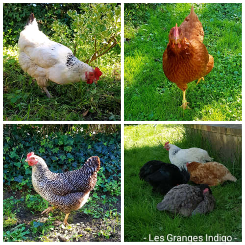 Les poules en liberté aux Granges Indigo