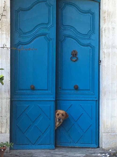 Chien Château d'Estrac - Hastingues