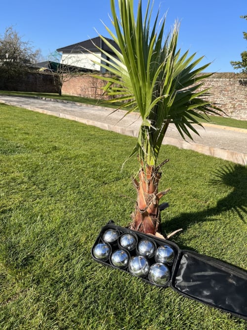 Photo des boules de pétanque poser sur un arbre le Palmier