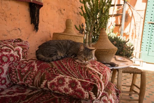 Riad Dar Kleta Marrakech - Médina salon terrasse et chat