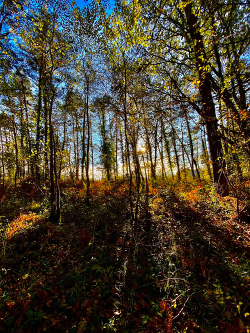 Autumn forest at Domaine De Cazal, Saint-Cyprien - golden trees and woodland understory