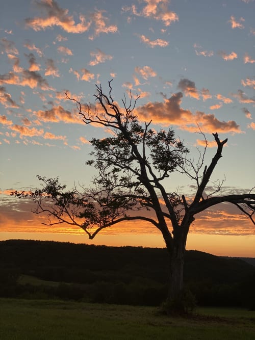 Solitary gnarled tree silhouetted against golden sunset sky at Domaine De Cazal, Saint-Cyprien