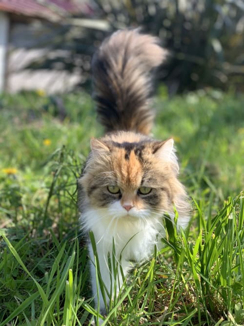 Rosie - chat - Domaine des Laminak - Bidache