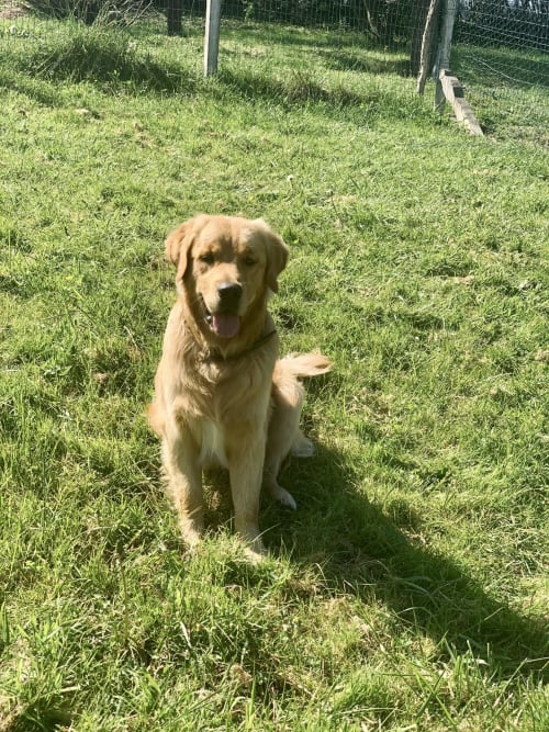Roméo - chien - Domaine des Laminak - Bidache