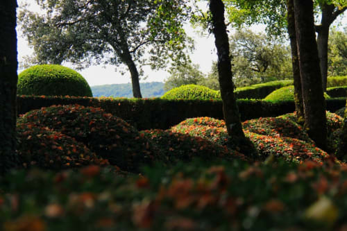 Haies soignées et feuillages d'automne aux Jardins de Marqueyssac.