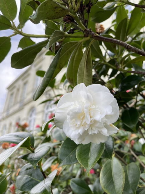 Fleurs du jardin - Domaine du Plessis Grimaud - Saint-Viaud - Loire-Atlantique