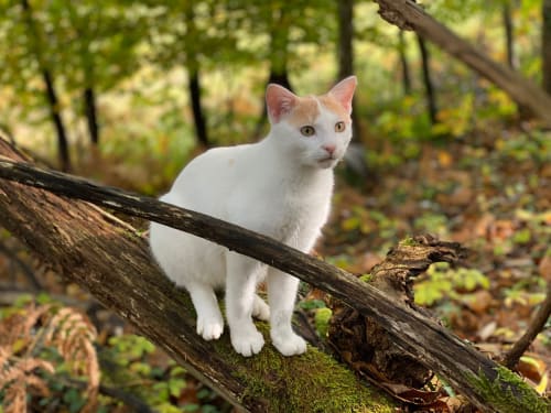 chat - foret - pres - bois - campagne - domaine de cazal - nature 