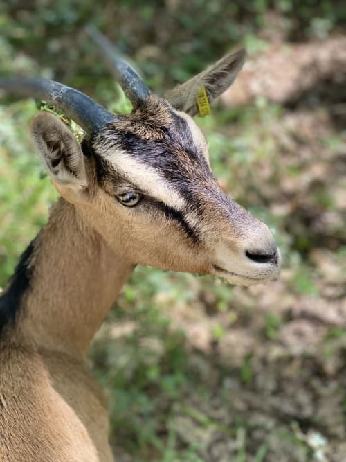 chèvres - domaine de cazal - nature - bois - pers - dordogne - perigord - location - 