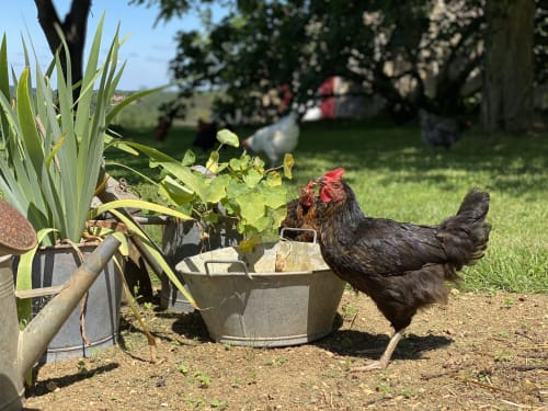 domaine de cazal - animaux - poules - dordogne - perigord 