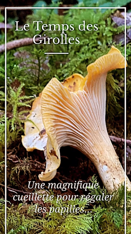champignons - cueillette - champs- foret - domaine de cazal