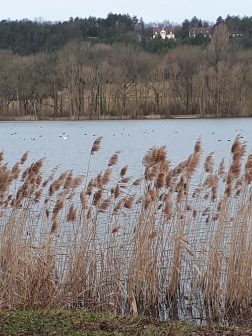 Image du lac paisible proche de La Closerie, Marcenay
