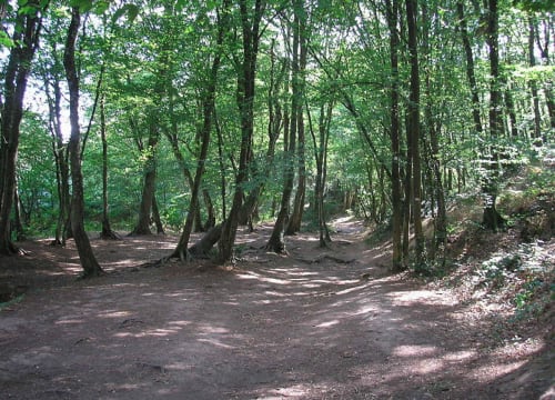 La Forêt de Brocéliande - La Forêt de Brocéliande 
