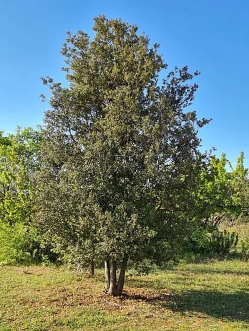 Le Petit Chêne du jardin - Chambre d'hôtes près d'Orange 