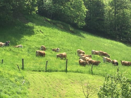 Chambre Automne, entrée privative, grand lit double, lumineuse, vue direct sur la nature, sans voisins, en Aubrac, grand lit double, chambres, hotel en Aubrac , en Aveyron, coin bureau, télétravail, tv et wifi haut débit, salle de bain douche à l'italienne refaite en 2023, possible jusqu'a deux 2 personnes. Chambre cocooning tranquille, vue sur la nature, et torrent d'Aubrac en Aveyron séjour chambre d'hôtes aubrac Aveyron nature 12 neige ski hotel hébergement authentique plateau aubrac randonnée éco écologique nuitée Aubrac hôtels atypique, montagne campagne original logement rivière truites vaches buron laguiole nasbinals cascade du deroc transhumance original.Plateau dinatoire pour deux personnes