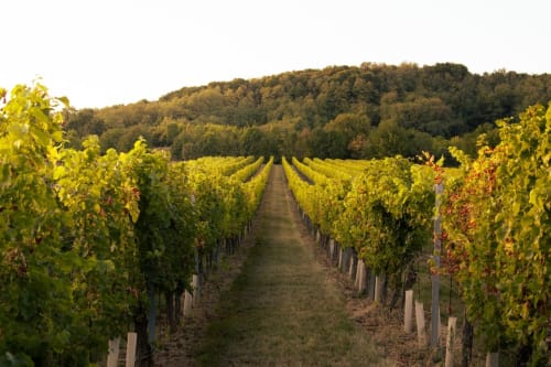 Les tourterelles - chambre d'hôtes - Vendôme, Loir et Cher - route des Vins