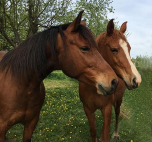 chambre d'hotes a la ferme alsace
