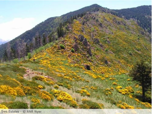 Paysage montagneux avec fleurs sauvages jaunes et forêts de pins près de Thuir, France - Tres Esteles
