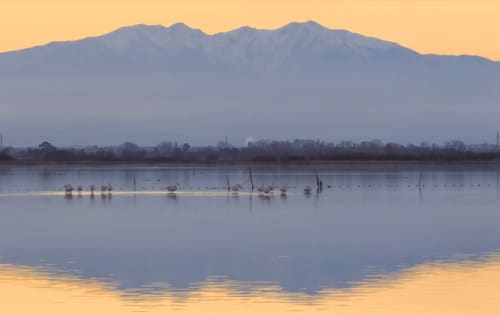 Paysage matinal serein près de Thuir avec zones humides calmes, oiseaux en pâture, arbres nus et montagnes bleues sous ciel doré