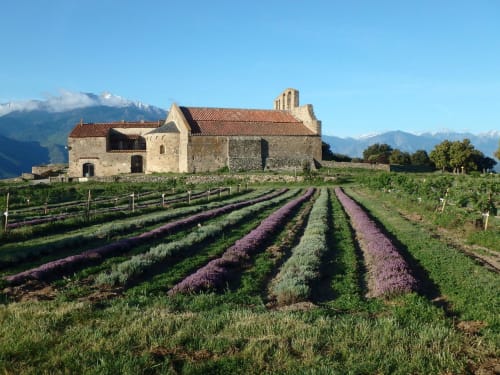 Chapelle en pierre historique entourée de champs de lavande avec montagnes enneigées, Gites Mas D'en Ratéro, Thuir